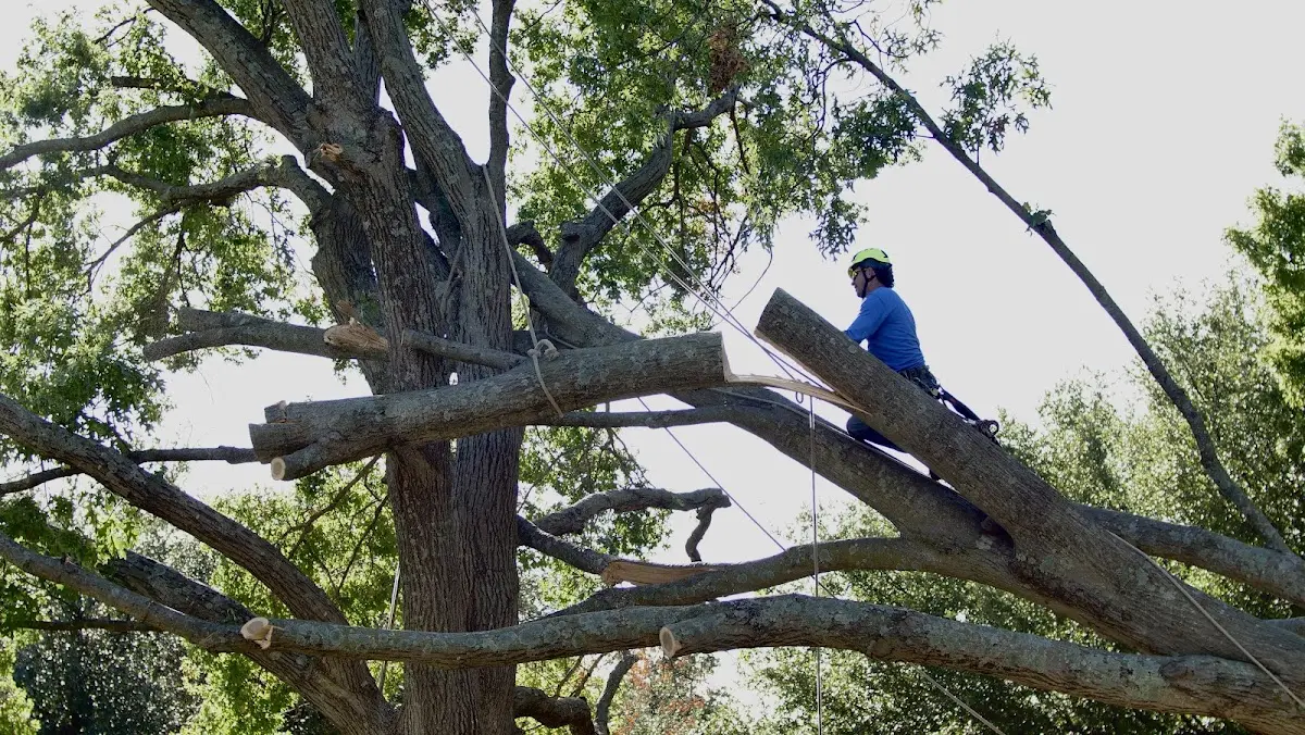 Professional Crown Thinning performed by certified arborists in Foster